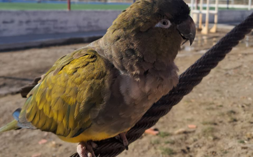 Pensaron que el loro estaba perdido, pero va a la cancha todos los findes: «Hincha de Diadema…»