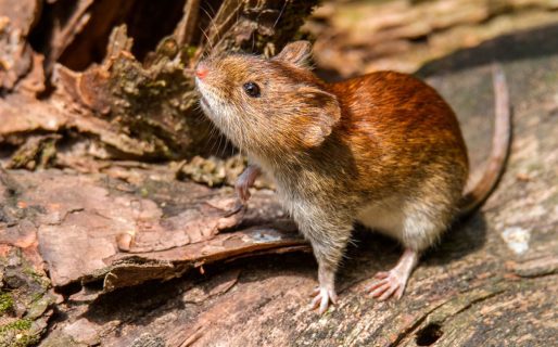 Murió un hombre por hantavirus en Bariloche y hay dos personas aisladas