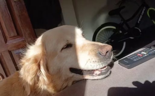 <strong>Perdieron a su perra y ofrecen un televisor de 55 pulgadas como recompensa: “No tenemos plata”</strong>