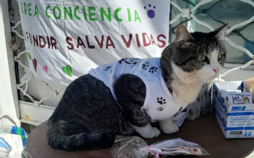 Este domingo se realizará una nueva jornada de adopciones en el centro