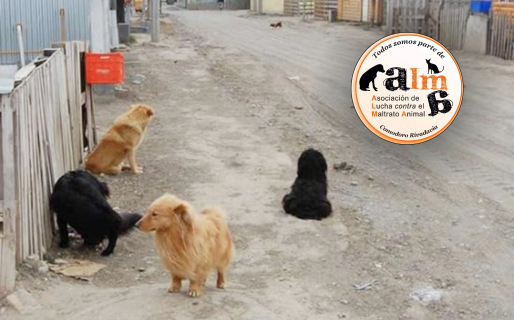 Lanzan campaña de castración en Comodoro: cupos y atención prioritaria este sábado