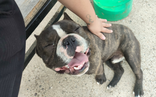 Encontraron un bulldog francés y quieren devolvérselo al verdadero dueño