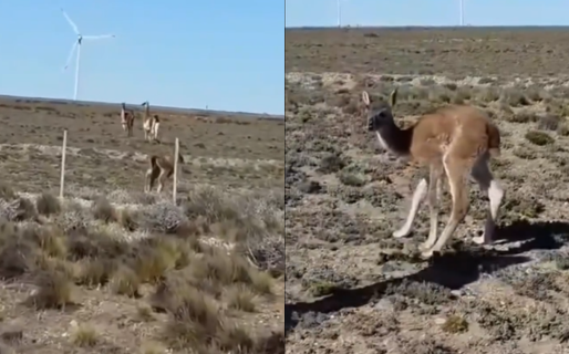 Una cría de guanaco fue rescatada y no quiso separarse del hombre que la liberó