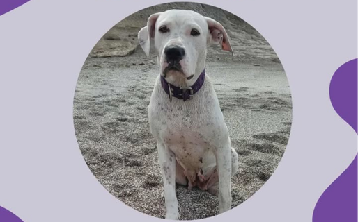 Piden ayuda para encontrar a una perra Dogo extraviada en Caleta Córdova
