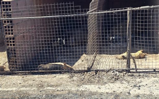 Un incendio en una chacra de Km 14 dejó cerca de 100 animales quemados: “Vamos a resurgir entre las cenizas”