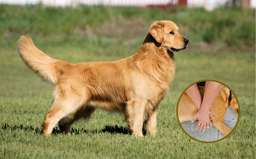 Primer «Encuentro Dorado» de mascotas y prevención en el Parque de la Ciudad