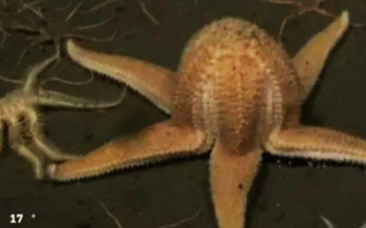 Descubrieron una estrella de mar incubando huevos en la Patagonia