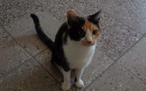 La gata que atrapó un murciélago rabioso permanece en cuarentena: “Tenemos que ver si desarrolla algún síntoma”