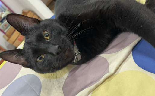 Se perdió ‘Negra’ en el San Cayetano