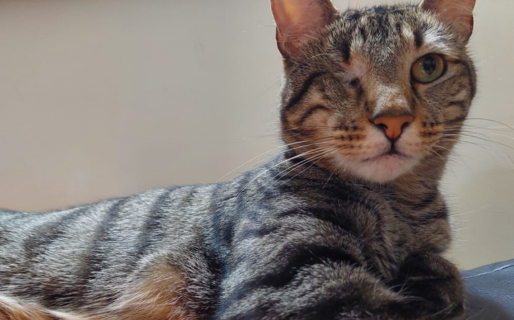 Ingresaron a robar a una vivienda y se llevaron el gato: «Él es parte de mi familia»