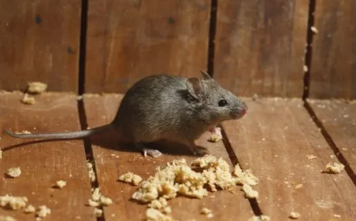 Confirmaron una muerte por hantavirus en Bariloche y activaron el protocolo sanitario