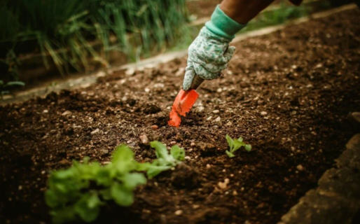 Rada Tilly ofrecerá un taller gratuito de huerta orgánica para producir alimentos sin agrotóxicos