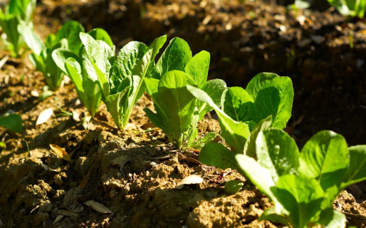 Estudiantes del CFP 652 realizarán una venta de plantines para recaudar fondos