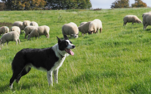 Chubut será sede de las XL Jornadas Nacionales de Hidatidología