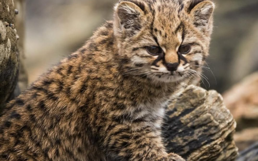 El gato Güiña cambia su estado de conservación: pasa de “Vulnerable” a “Preocupación Menor”