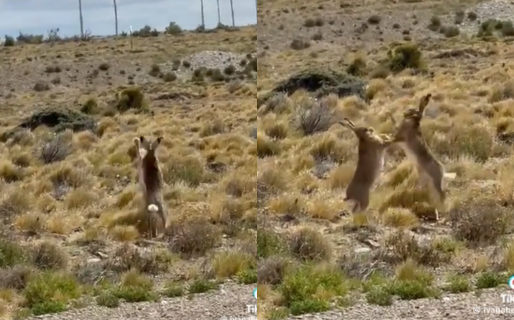 Se picó en Comodoro: dos liebres se enfrentaron por el amor de una hembra