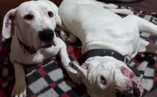 Apareció la perra que se había asustado por la pirotecnia: «ya está con su compañero»