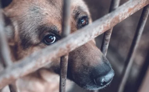 Realizarán un conversatorio sobre maltrato animal y la nueva fiscalía especializada