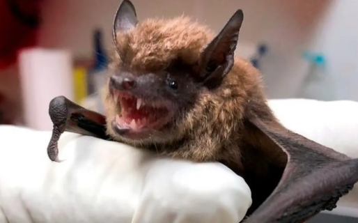 Detectaron un murciélago con rabia en Madryn