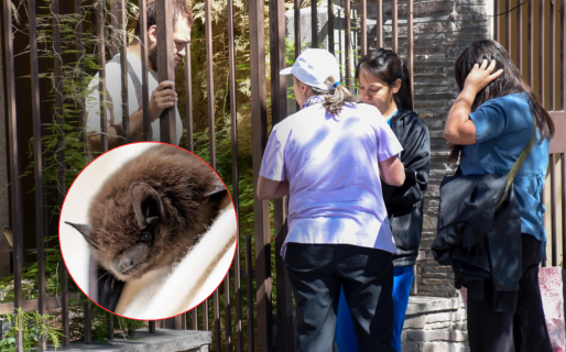 Confirmaron casos de murciélagos con rabia en Chubut