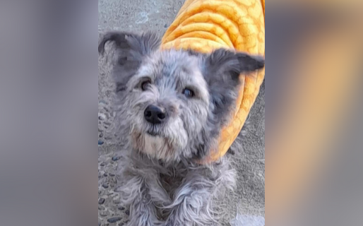 Desesperada búsqueda de Alma: la perrita se perdió en km 3 y su familia ofrece recompensa