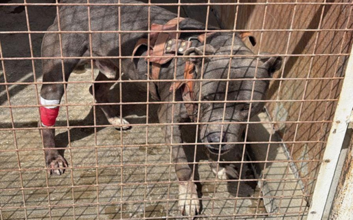 El duro pasado de un perro baleado que hoy recibe cuidados y protección