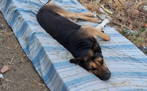 Tiraron un colchón y él aprovechó para descansar