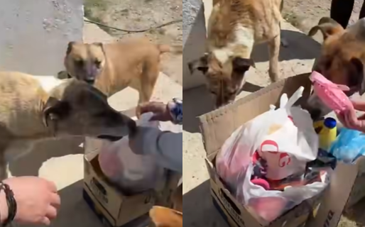 La alegría de los perros del dispensario al recibir sus juguetes