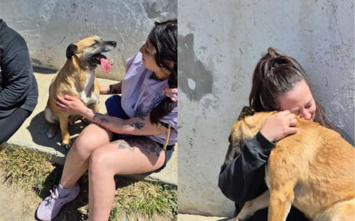 Voluntarios se suman para pasear y dar cariño a los perros del Dispensario: «Es notable el cambio en el ánimo»