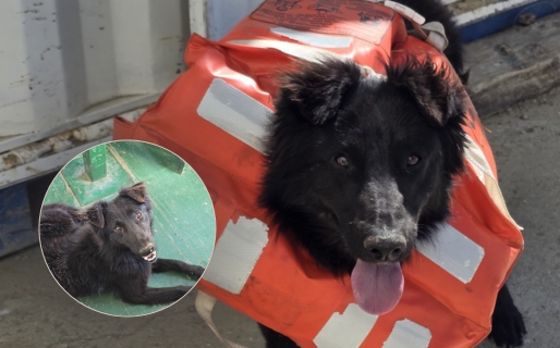 Ramoncito, el perro del Astillero, apareció tras casi una semana perdido