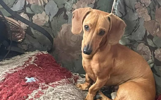 Apareció Loui, el perro salchicha perdido tras ser atropellado en Km 8