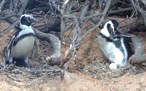 Ternura y sorpresas en un nuevo streaming del Conicet que vigila un nido de pingüinos en nuestra provincia