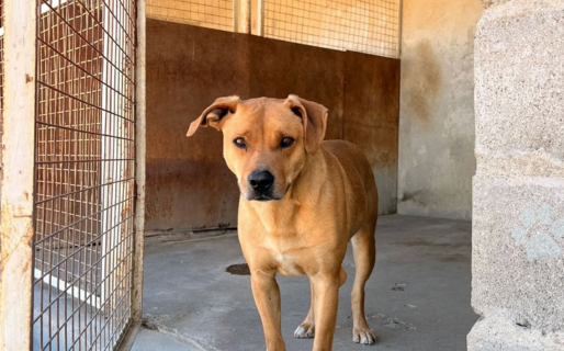 Diez perros del dispensario municipal buscan un hogar