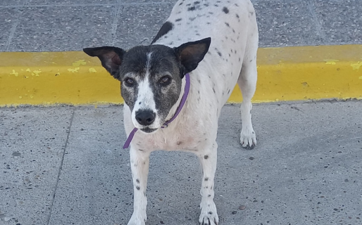 “Alguien le sacó la capa a Vaquita”: la inseguridad también golpea a la perrita de La Anónima