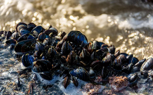 Marea roja: establecieron una veda precautoria en algunas zonas de Chubut