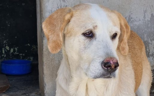 Buscan con urgencia hogar de tránsito para una perra rescatada por maltrato
