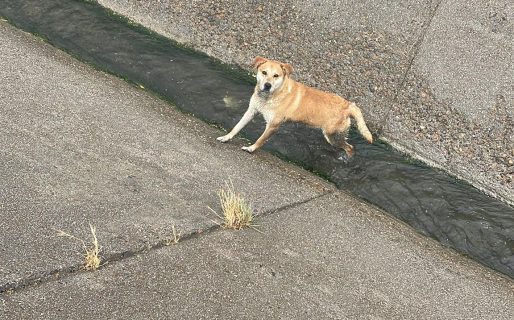 Apareció un perro herido en el canal de la Roca y piden urgente identificar al dueño