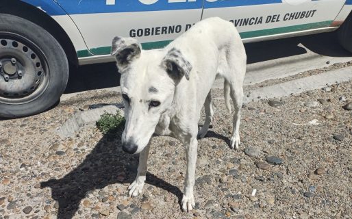 Un allanamiento en Km 5 permitió rescatar a una perra desnutrida y con infección por garrapatas