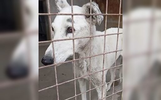 Buscan con urgencia hogar de guarda o tránsito para Nona, la perra rescatada en Km 5