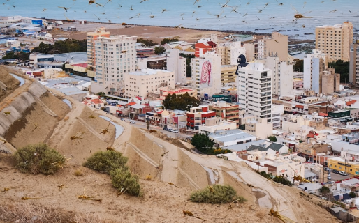 A qué se debe la invasión de libélulas en Comodoro