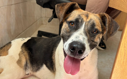 Del abandono a una familia: Ciro, el perrito rescatado en una inundación, encontró hogar