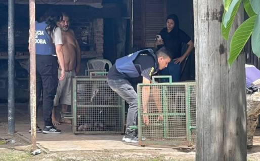 Un nene de 9 años fue atacado por tres perros: le mordieron la cabeza y está grave