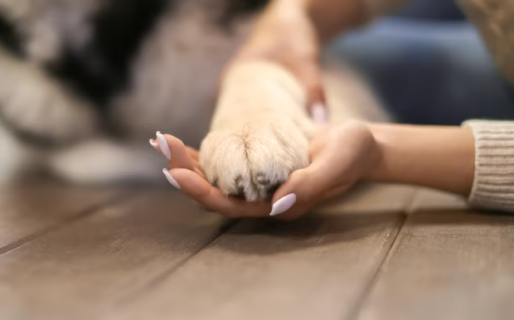 Buscan un nuevo hogar: dos perritas quedaron solas tras el fallecimiento de su dueña