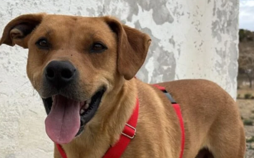 Buscan una familia para Tato, un perro que lleva casi dos años esperando en el Dispensario