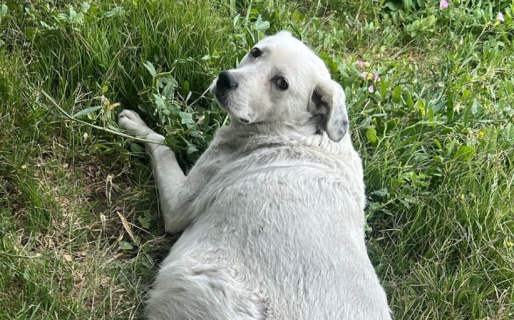 La rescataron preñada con sus bebés muertos, la operaron y ahora busca un hogar para siempre