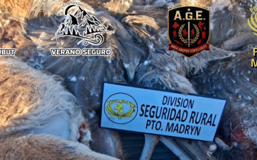 Secuestraron guanacos, avestruces y un fusil en un control sobre la Ruta 1 Norte