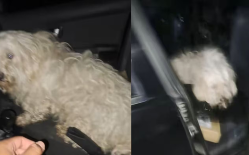 Fue a entregar un pedido, regresó a su auto y no pudo volver a trabajar por un intruso: “Me quiere morder”