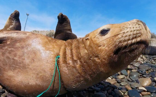 Rescataron a una loba marina que tenía una soga atada gracias a un trabajo coordinado de voluntarios