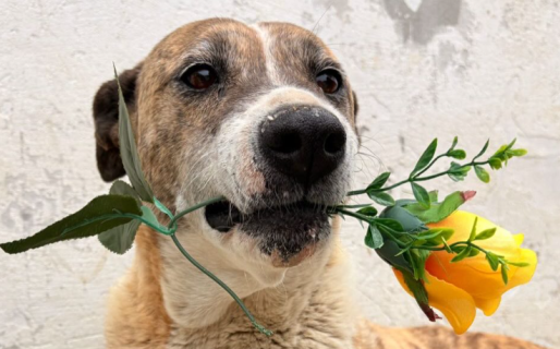 Tigresa sigue esperando un hogar: hace siete años vive en el Centro de Salud Animal y busca una familia