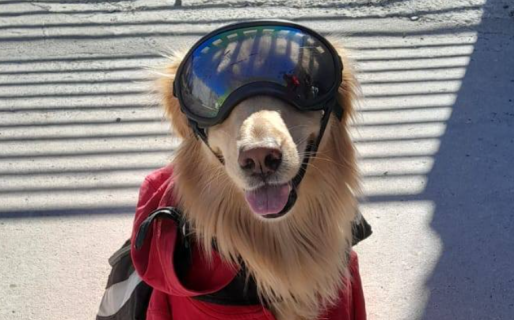 Leah, la perrita motoviajera que recorre el mundo junto a su familia y llegó a la Patagonia